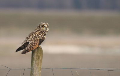 Short-eared Owl / Velduil 