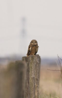 Short-eared Owl / Velduil 