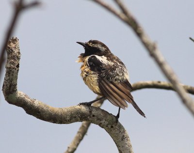 Buff-streaked chat