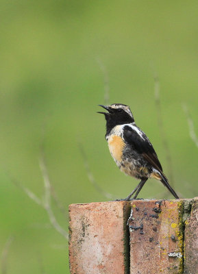 Buff-streaked chat 