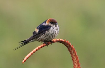 Lesser-striped Swallow 