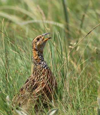 Red-Winged francolin 