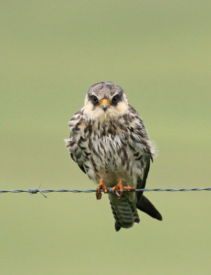 Amur Falcon / Amoer valk