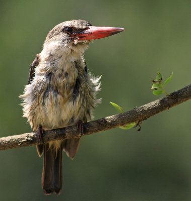 Brown-hooded Kingfisher