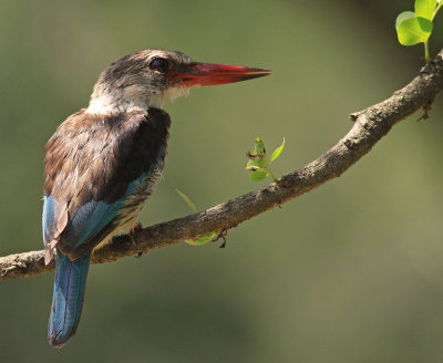 Brown-hooded Kingfisher