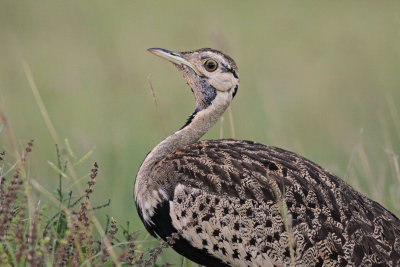 Black-bellied bustard