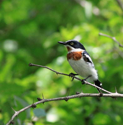 Chinspot batis