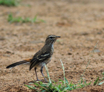 White-browed scrub robin