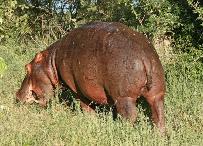 Hippopotamus - Nijlpaard