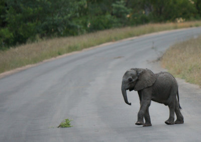 African Elephant / Afrikaane Olifant