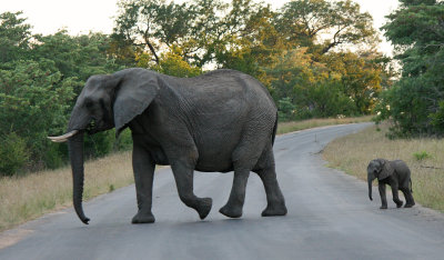 African Elephant / Afrikaane Olifant