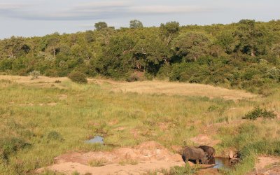 White Rhinoceros / Witte neushoorn