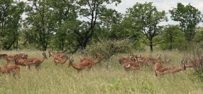 Impala