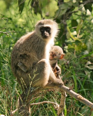 Velvet monkey