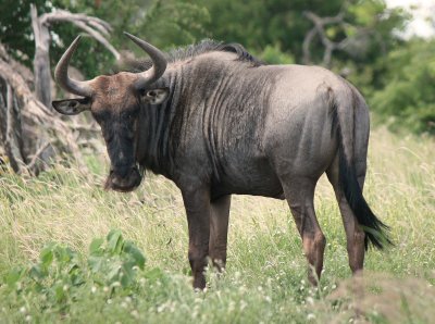 Blue Wildebeast