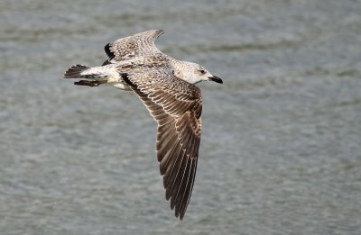 Baltische Mantelmeeuw -  Baltic Gull - Fuscus Fuscus