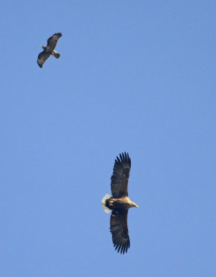 White-tailed Eagle / Zeearend 