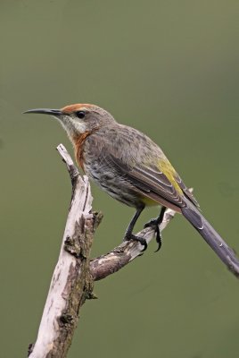 Gurney's Sugarbird