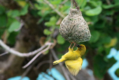 Yellow Weaver / Ploceus subaureus