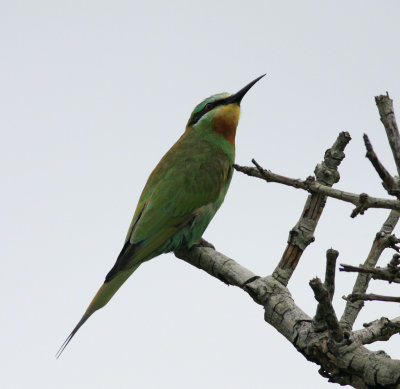 Blue-cheeked bee-eater