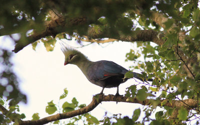 Livingstone Turaco