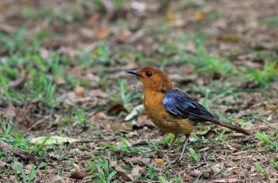 Red-capped robin chat