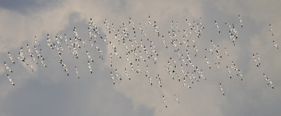 Pied Avocet / Kluut