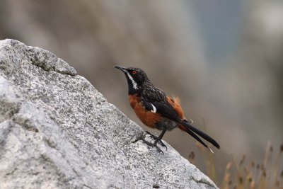 Cape Rockjumper