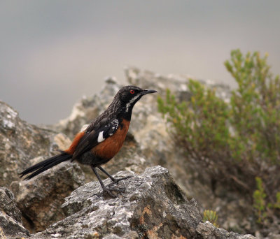 Cape Rockjumper