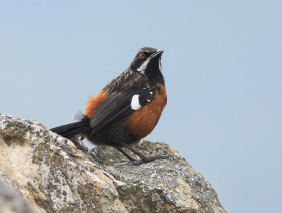 Cape Rockjumper