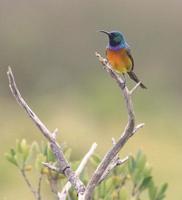 Orange breasted sunbird