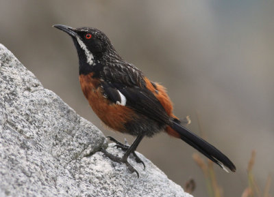 Cape Rockjumper