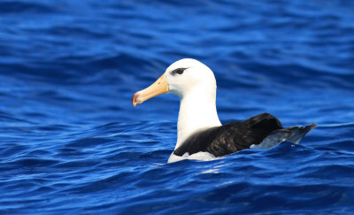 Shy Albatross