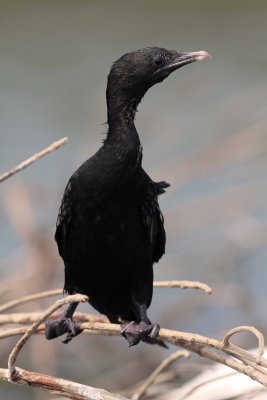 Little cormorant / Indische Dwergaalscholver