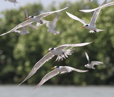 Greater Crested Tern 