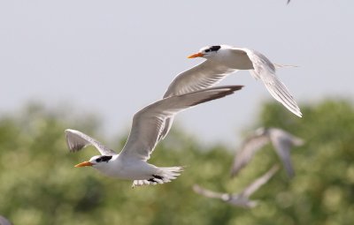 Lesser Crested Tern / Bengaalse stern