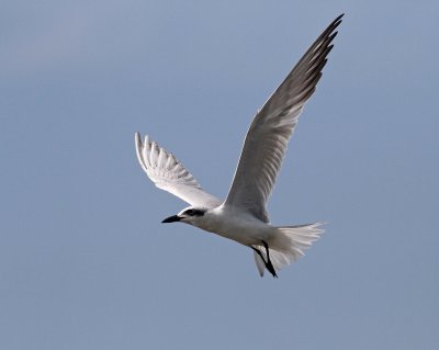 Gull-billed Tern / Lachstern 