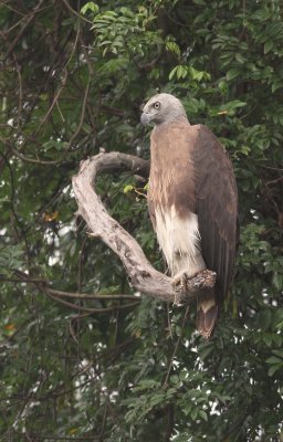 Grey-headed fish eagle / Grote Riverarend