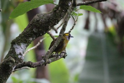 Yellow-eared Bulbul