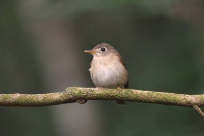Brown breasted flycatcher