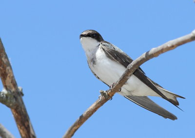 Hirondelle bicolore