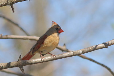 Cardinal rouge