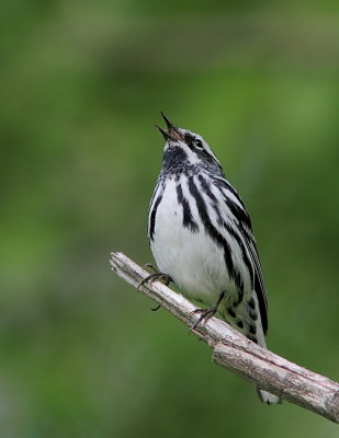 Paruline noir et blanc