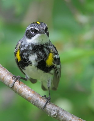 Paruline  croupion jaune