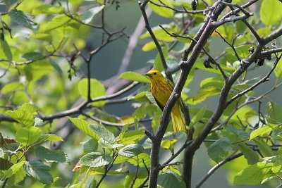 Paruline jaune