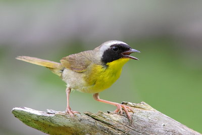 Oiseaux Juin-Juillet 2013