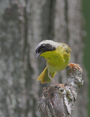 Paruline masque