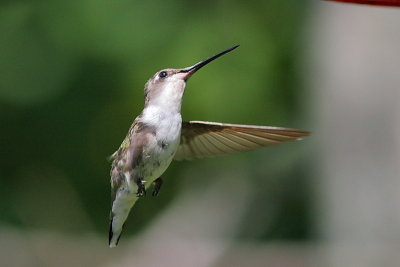 Colibri  gorge rubis