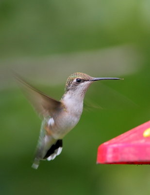 Colibri  gorge rubis