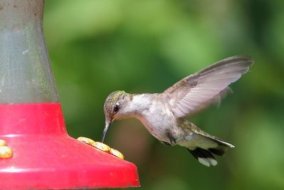 Colibri  gorge rubis